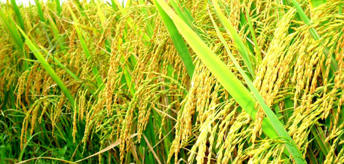 Thu hoạch Lúa từ Cánh đồng